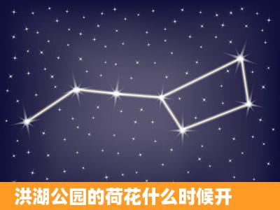 洪湖公园的荷花什么时候开